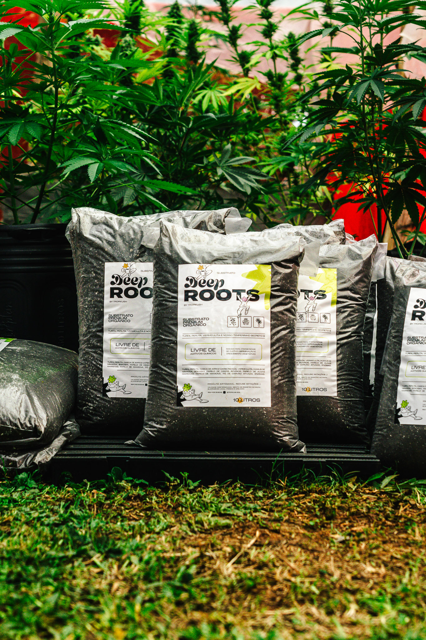 Deep Roots substrato com plantas