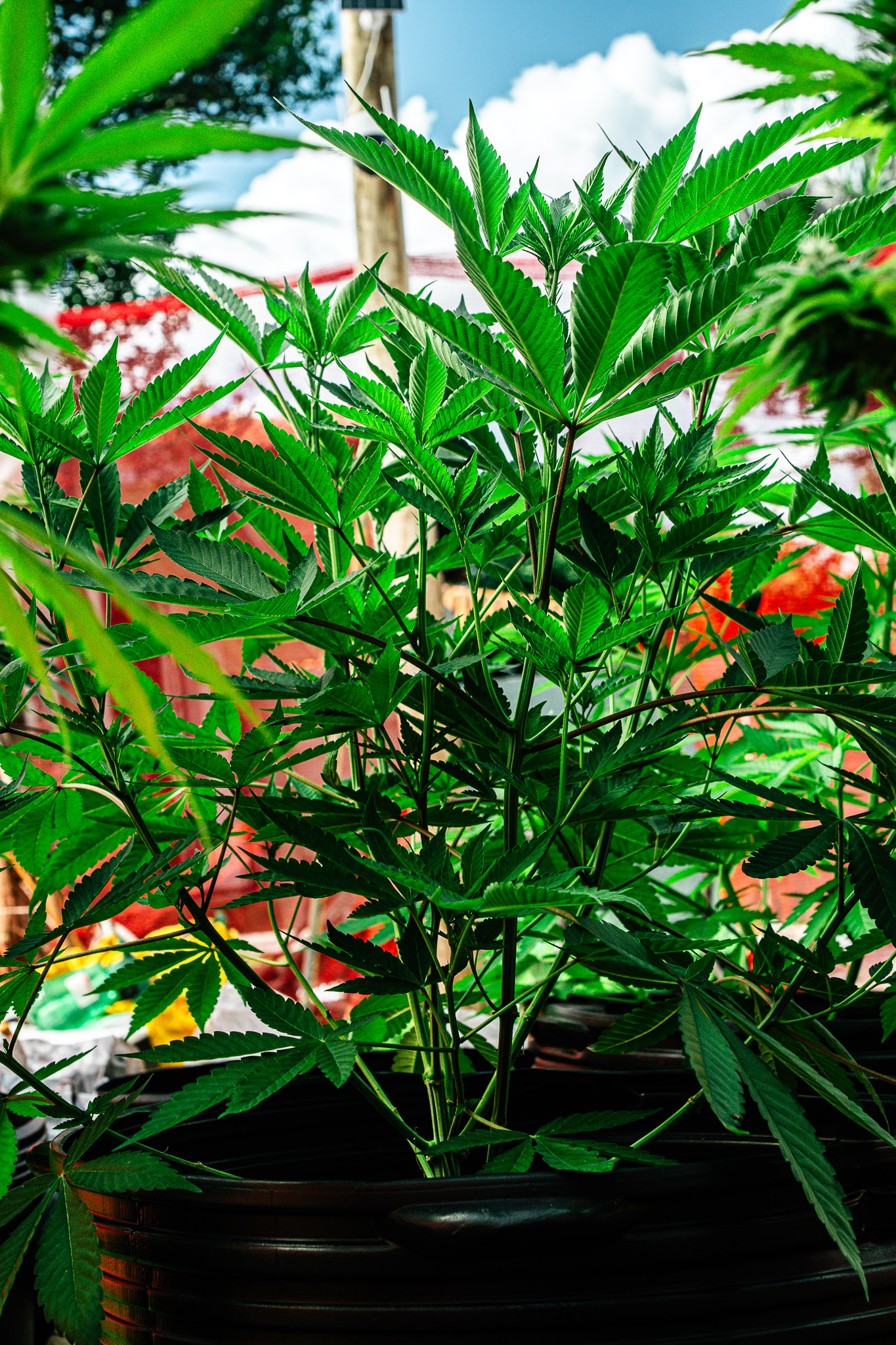 Planta saudável cultivada com substrato Deep Roots