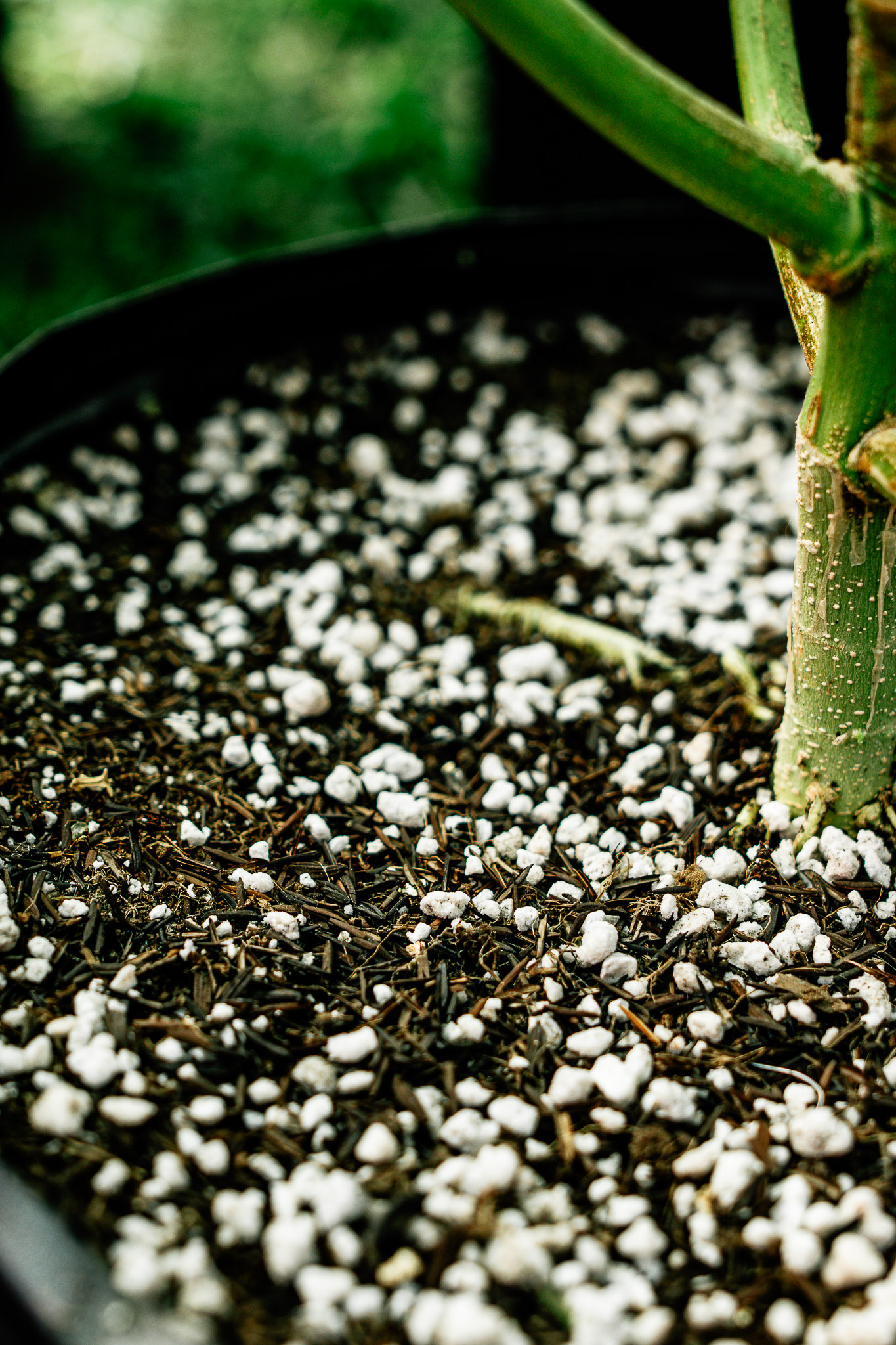 Deep Roots embalagem detalhe