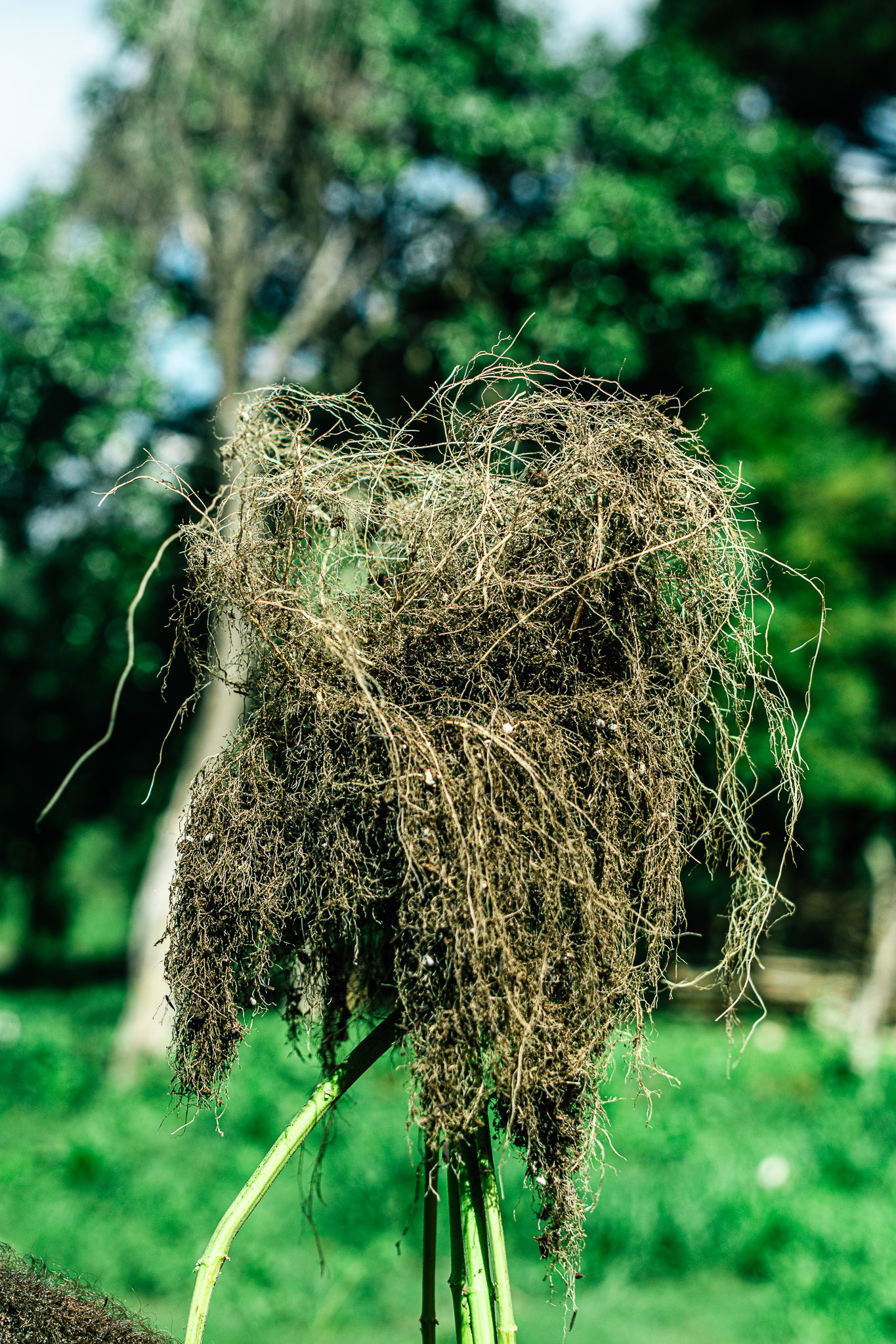 Raízes densas e saudáveis cultivadas com Deep Roots