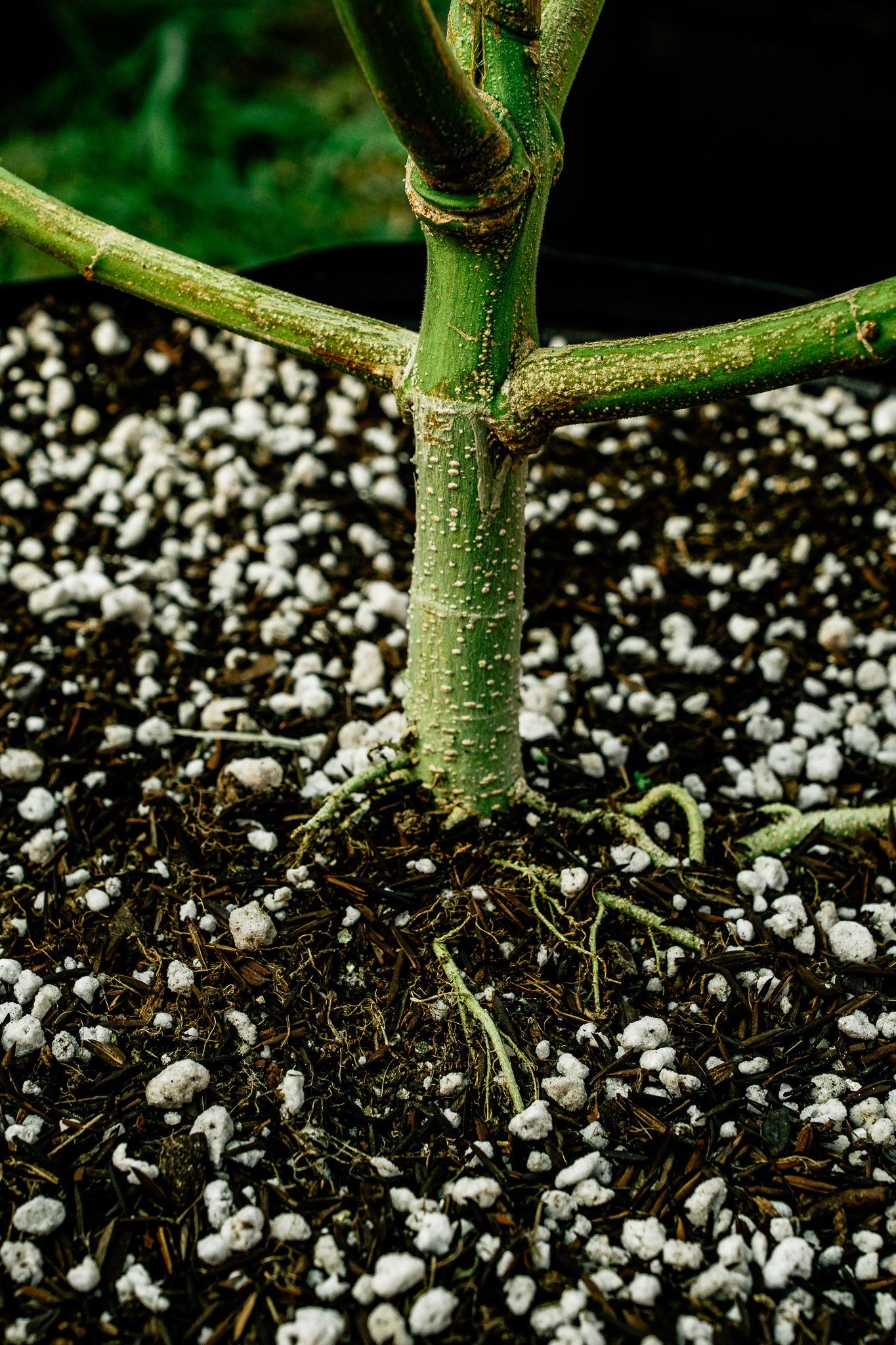 Textura do substrato Deep Roots